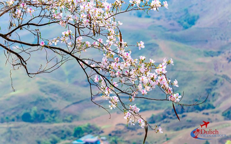 du lịch điện biên mùa hoa ban